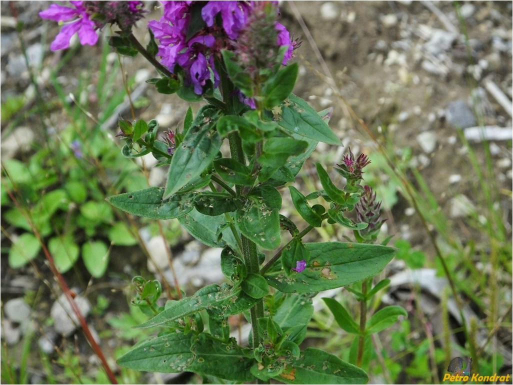 Image of Lythrum salicaria specimen.