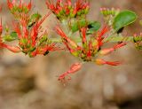 Combretum microphyllum. Соцветия. Израиль, Шарон, пос. Кфар Монаш, ботанический сад \"Хават Ганой\". 21.05.2017.