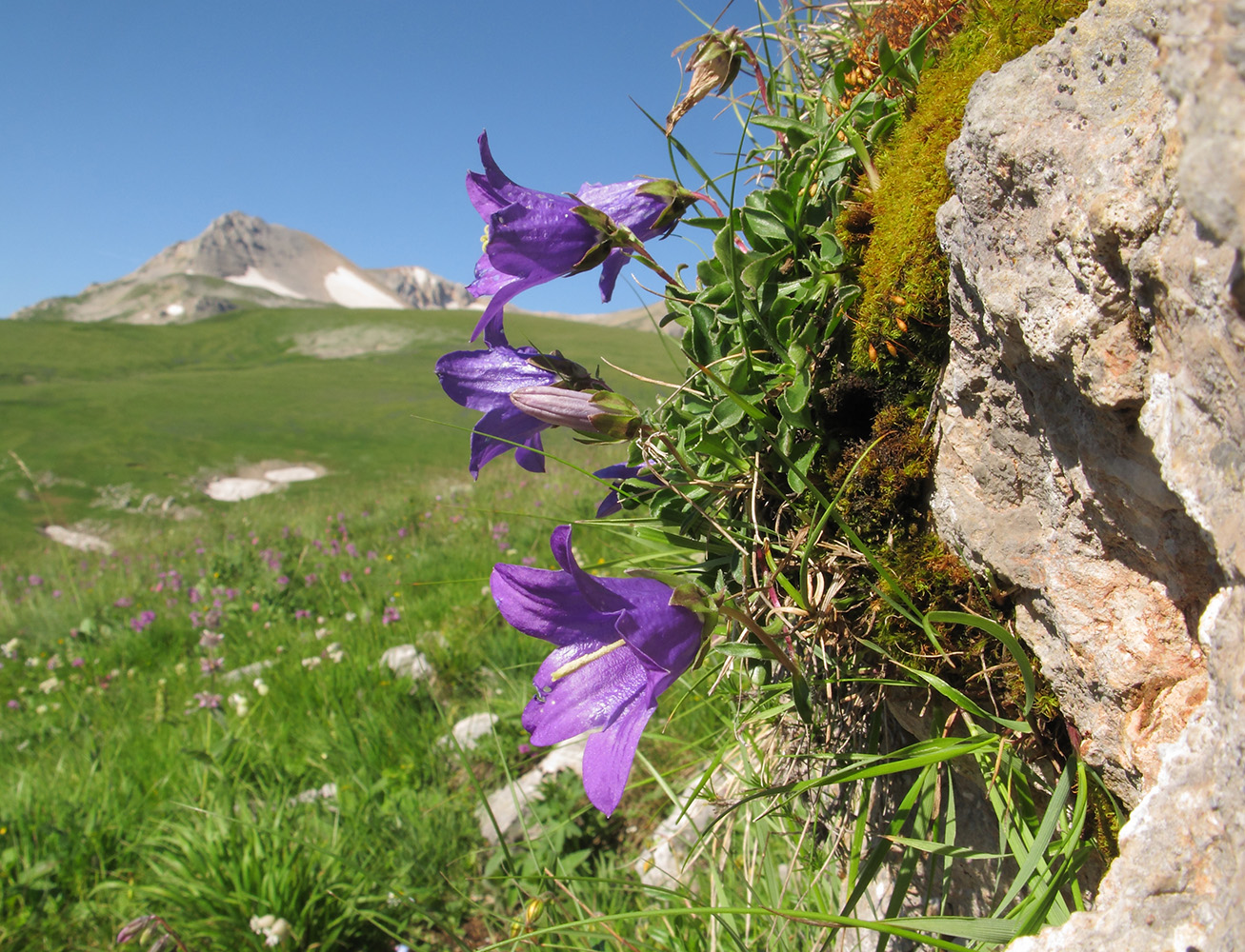 Image of Campanula saxifraga specimen.