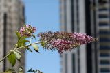 Buddleja davidii. Верхушка побега с соцветиями. Израиль, г. Бат-Ям, в парке. 06.06.2017.