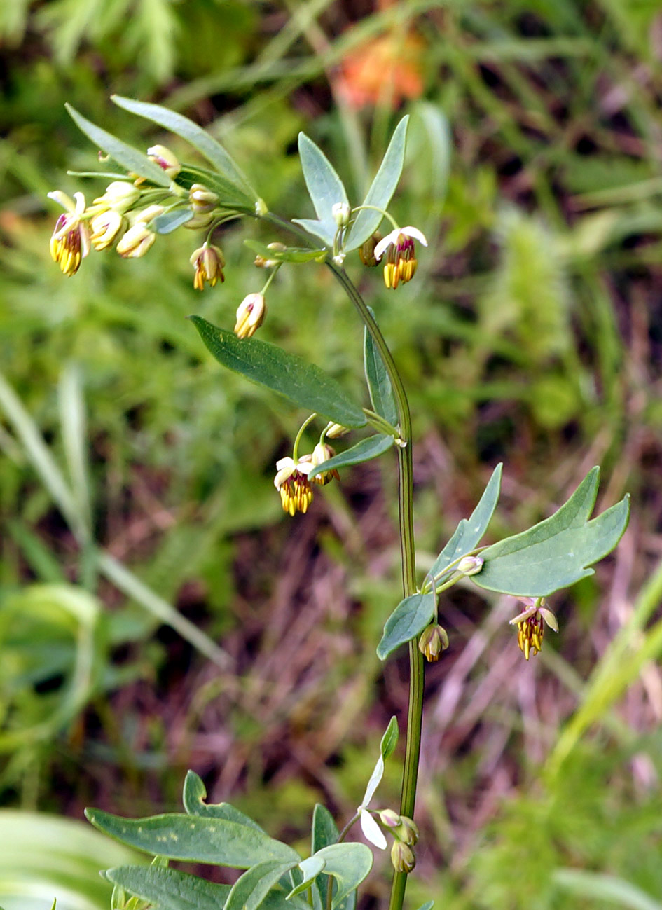 Изображение особи Thalictrum simplex.