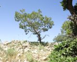 Quercus boissieri. Плодоносящее растение. Израиль, Голанские высоты, Тель Асания, выс. 450 м н. у. м. 04.06.2015.