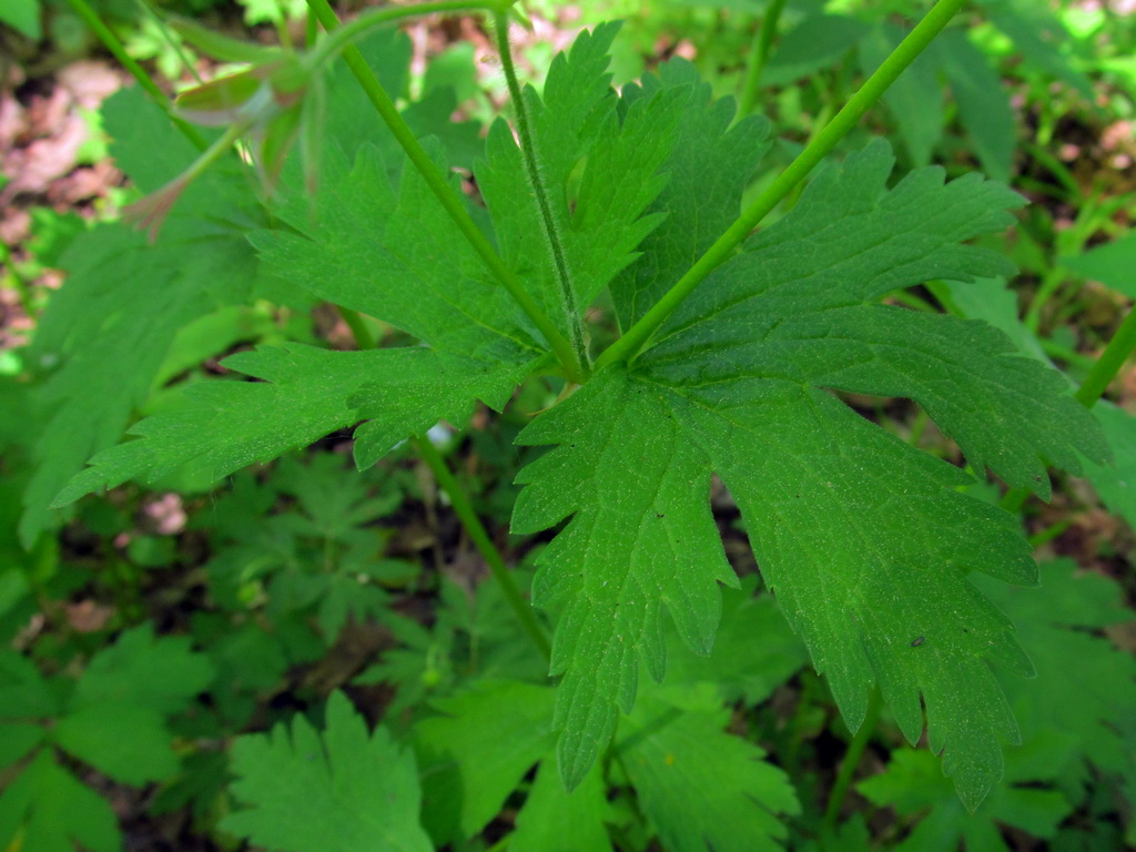 Image of Geranium sylvaticum specimen.