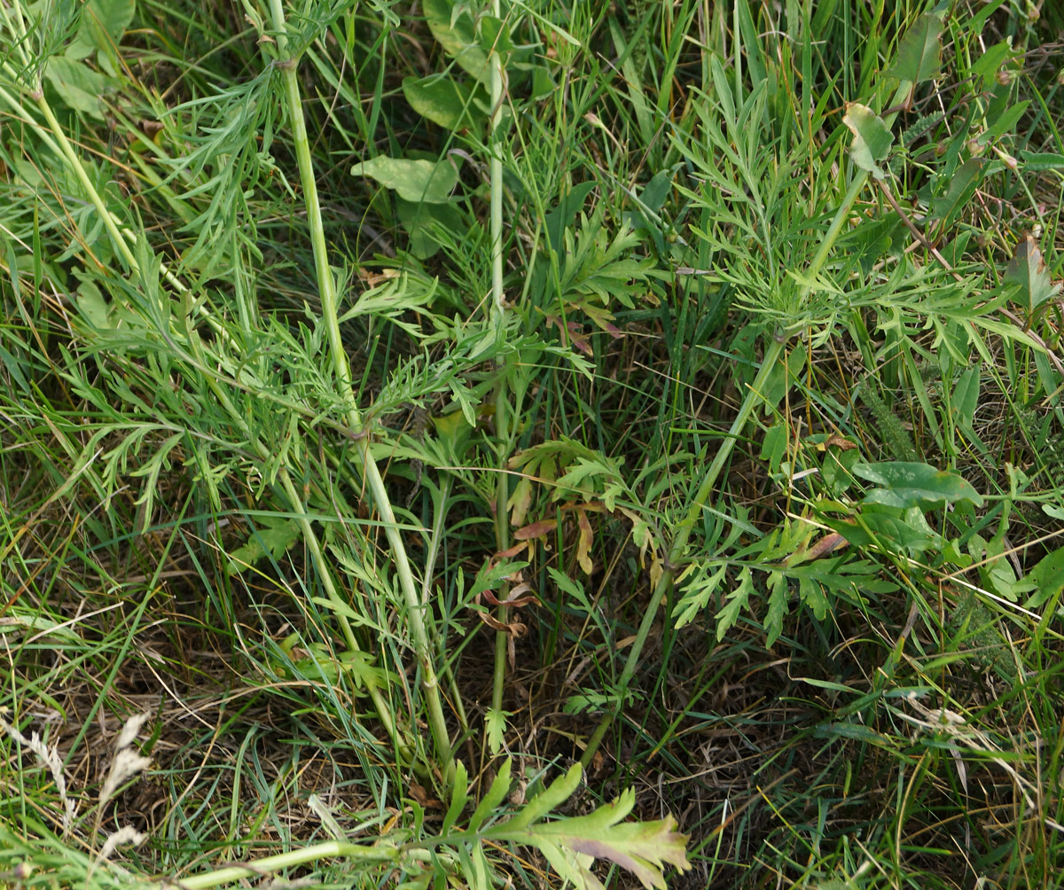 Image of Scabiosa ochroleuca specimen.