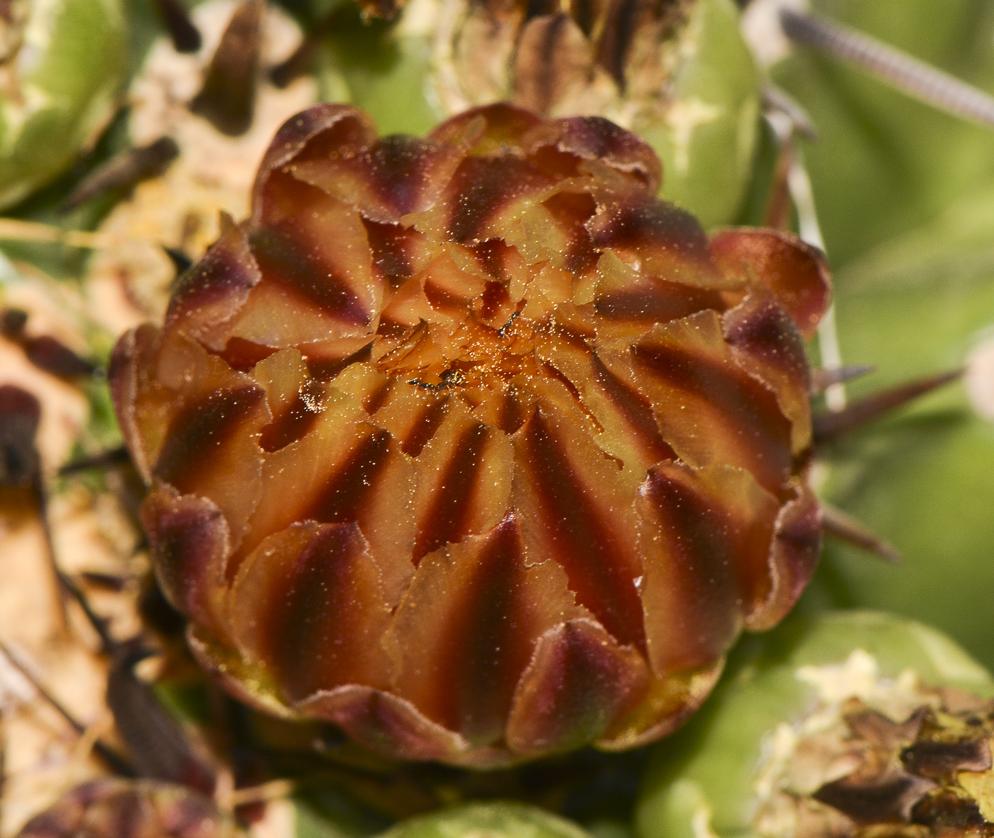 Image of Ferocactus wislizeni specimen.