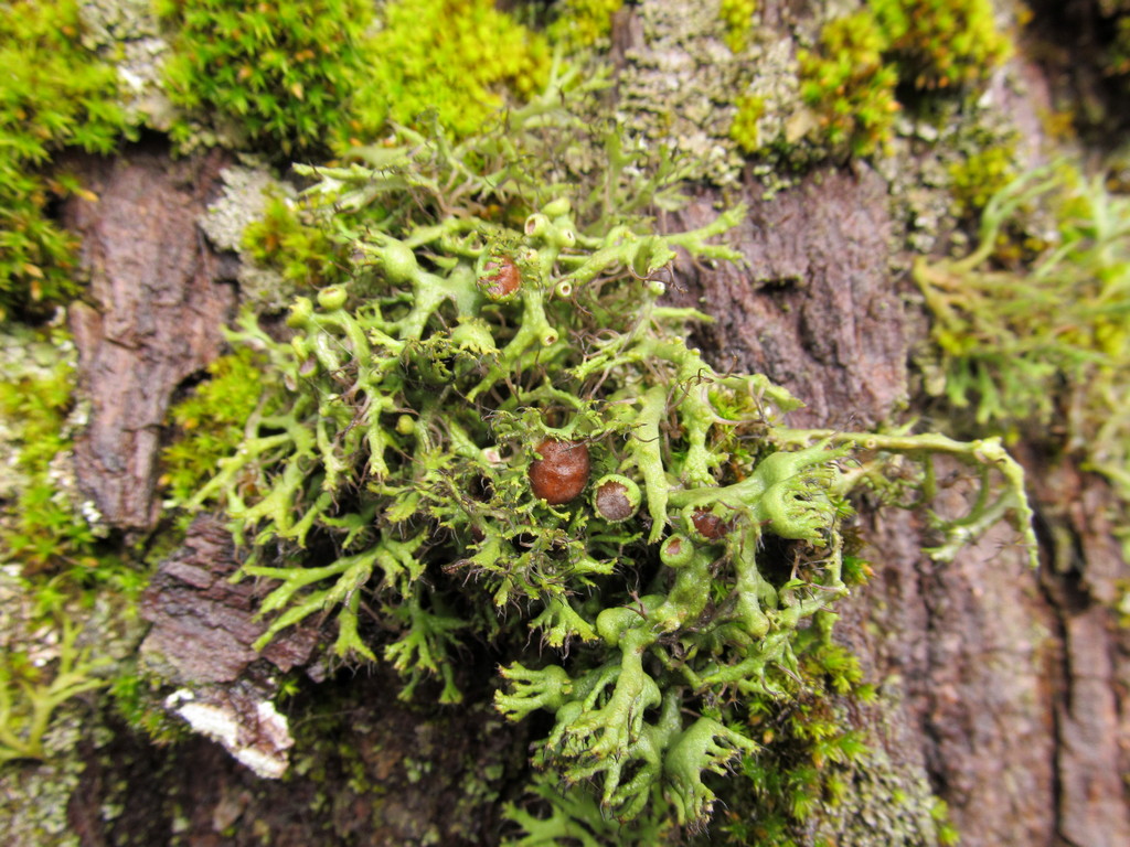 Image of familia Physciaceae specimen.