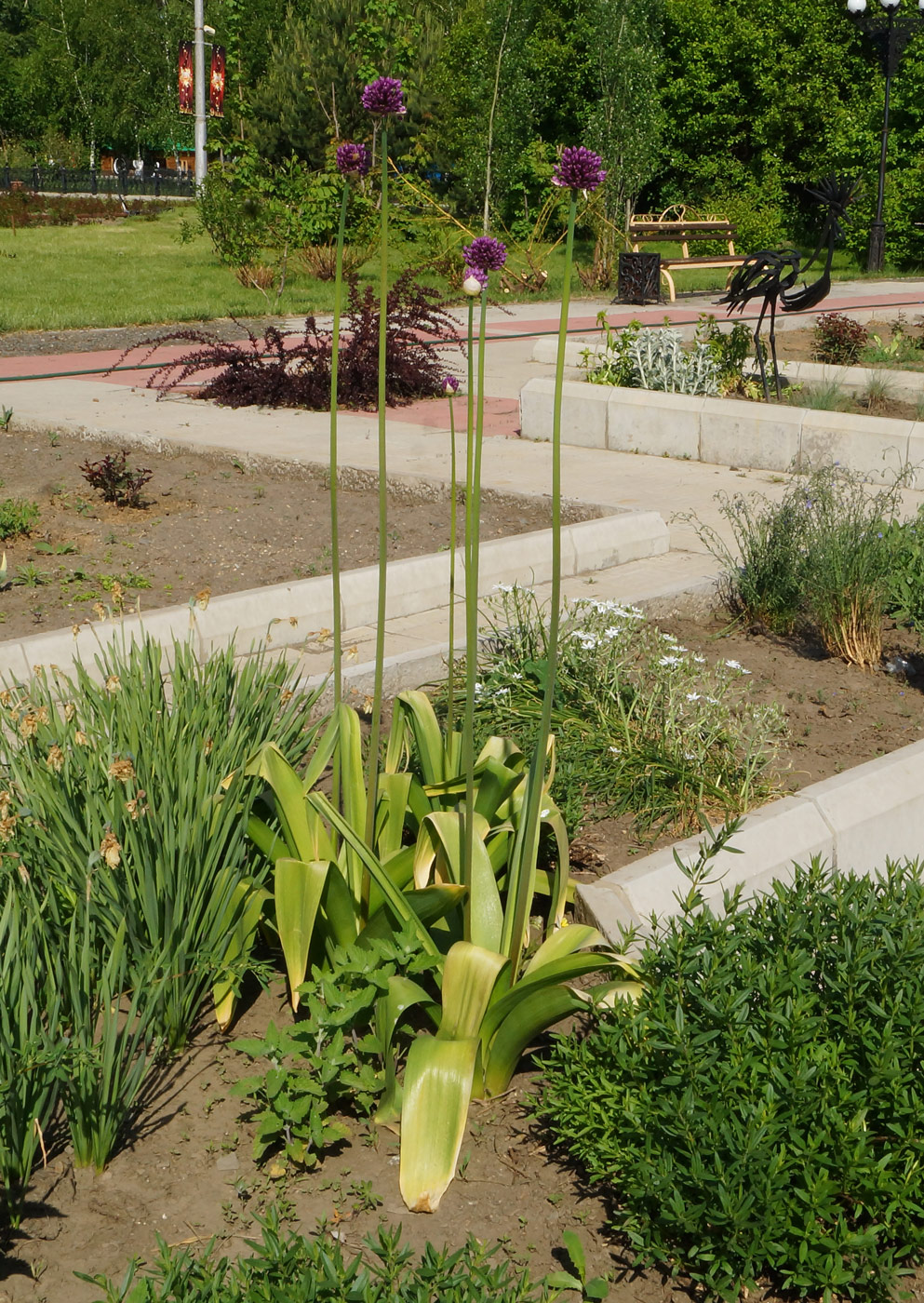 Image of genus Allium specimen.