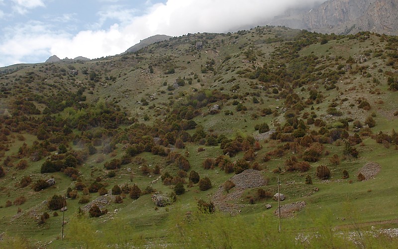 Image of Juniperus oblonga specimen.