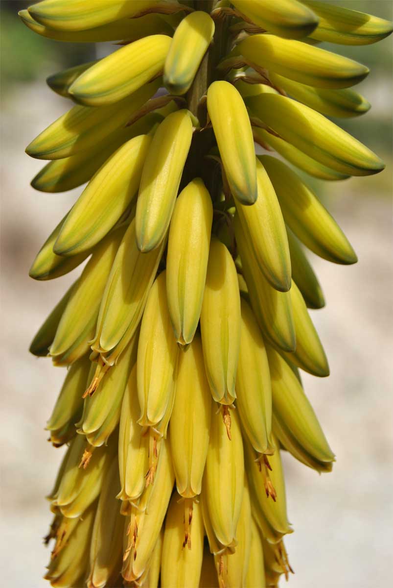 Image of Aloe vera specimen.