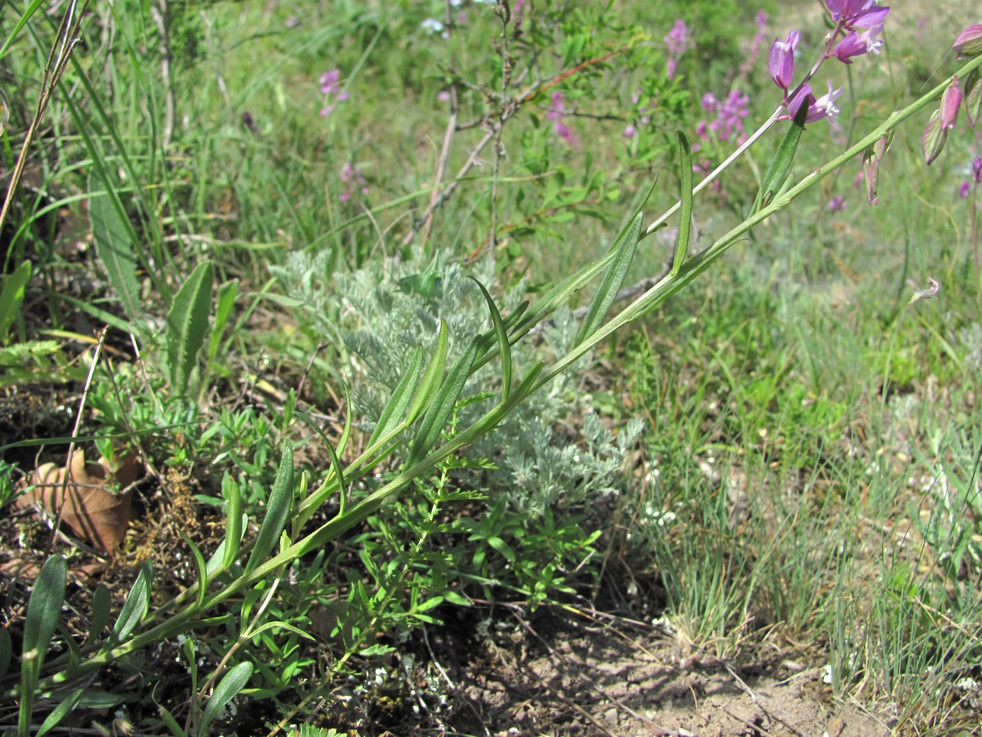 Изображение особи Polygala caucasica.