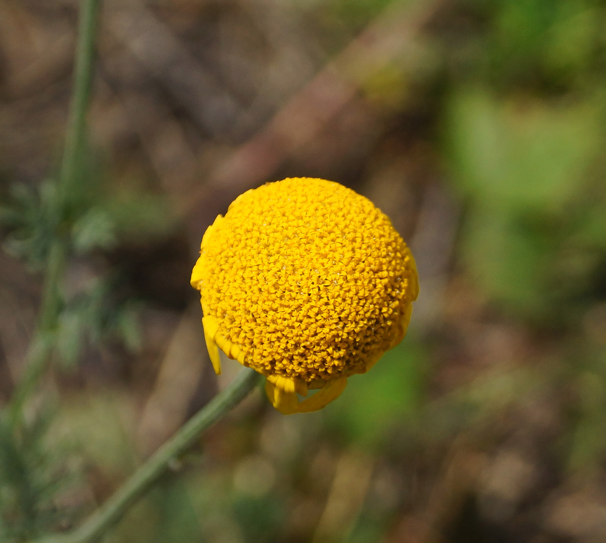 Image of Anthemis tinctoria specimen.