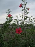 Hibiscus coccineus