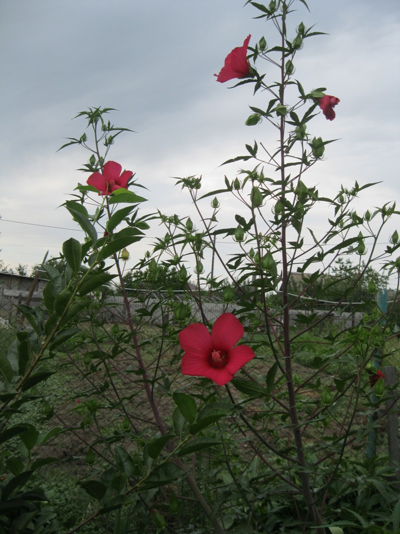 Изображение особи Hibiscus coccineus.