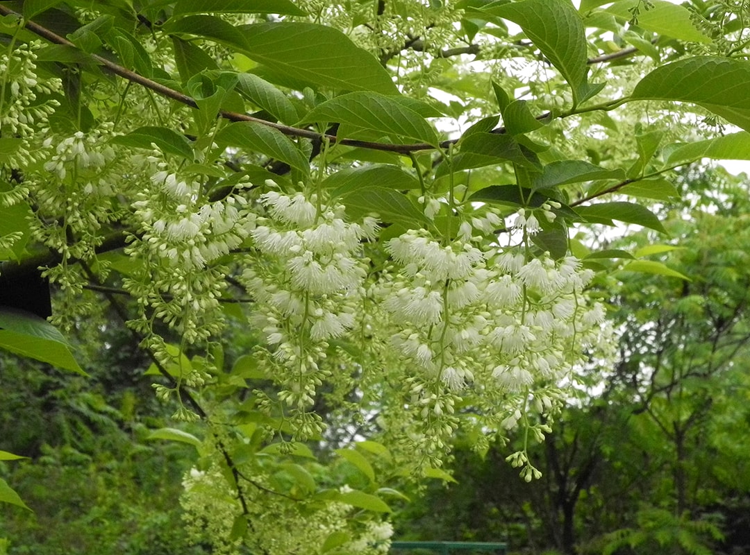 Изображение особи Pterostyrax hispidus.