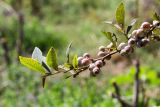 Vaccinium corymbosum. Верхушка веточки с плодами. Израиль, Голанские высоты, мошав Одем, в культуре. 06.07.2018.