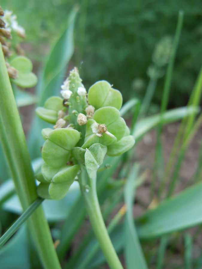 Image of genus Muscari specimen.