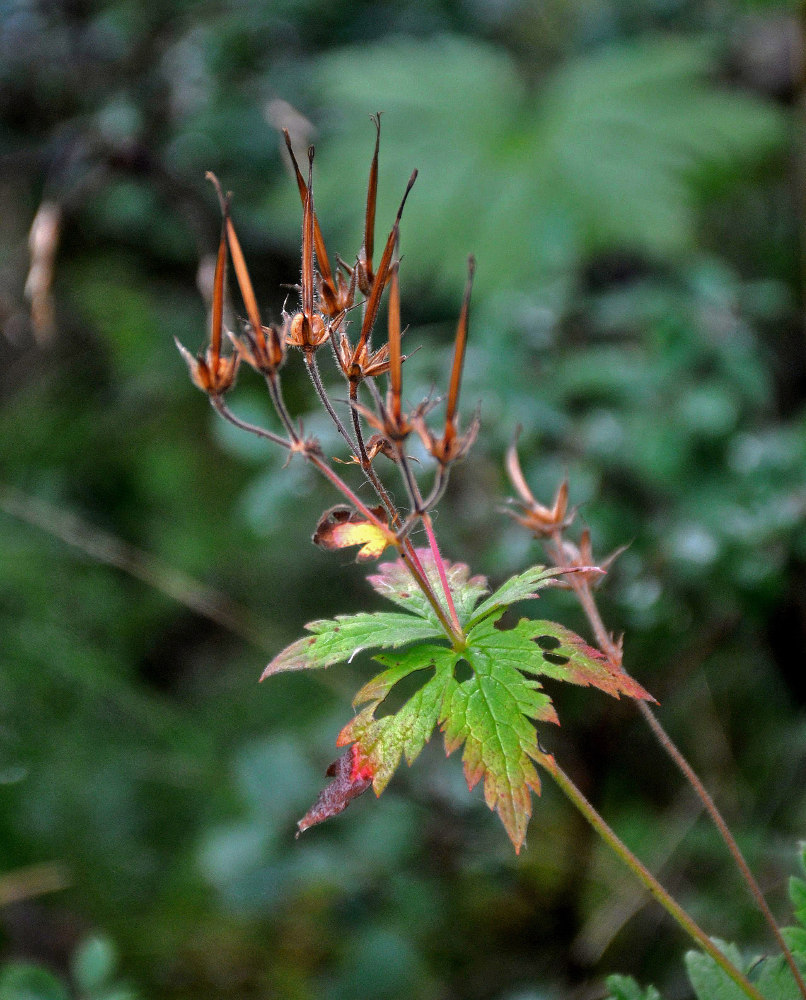 Изображение особи Geranium sylvaticum.