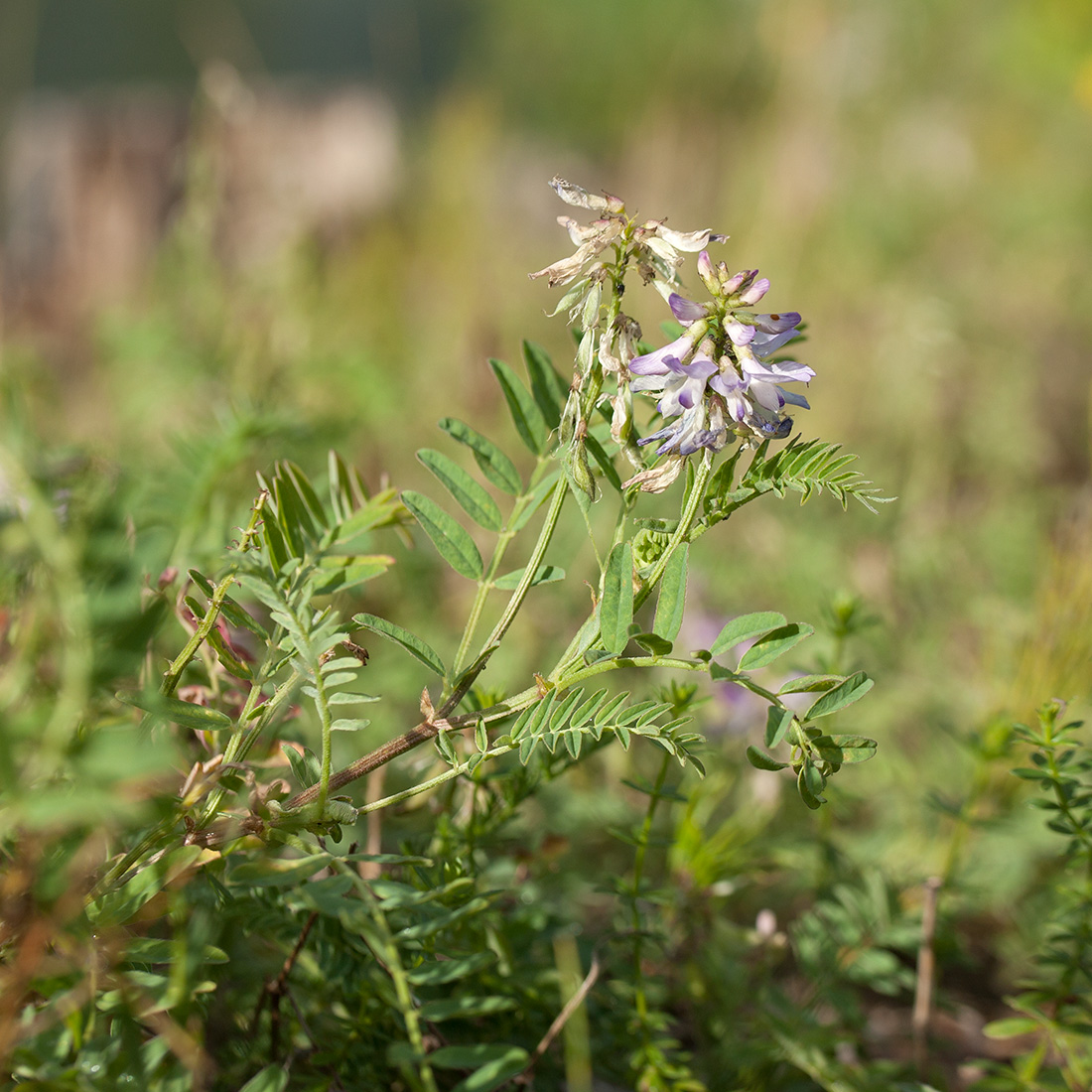 Image of Astragalus subpolaris specimen.