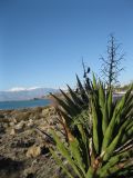 Смотреть изображение Yucca aloifolia