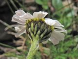 Achillea schurii