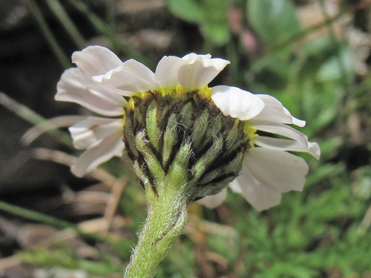 Изображение особи Achillea schurii.