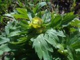 Trollius europaeus