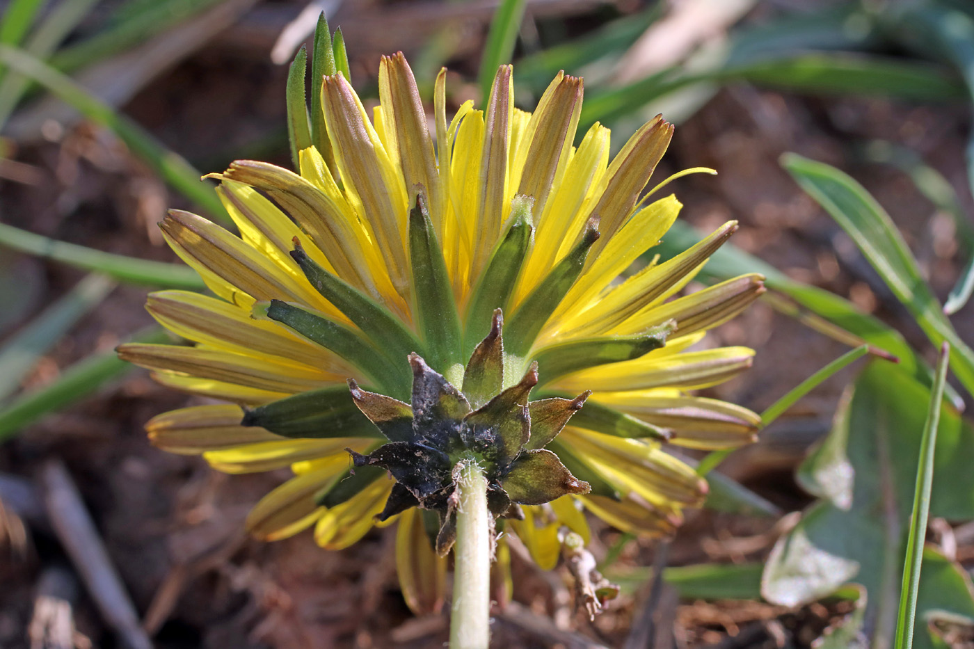 Image of Taraxacum monochlamydeum specimen.