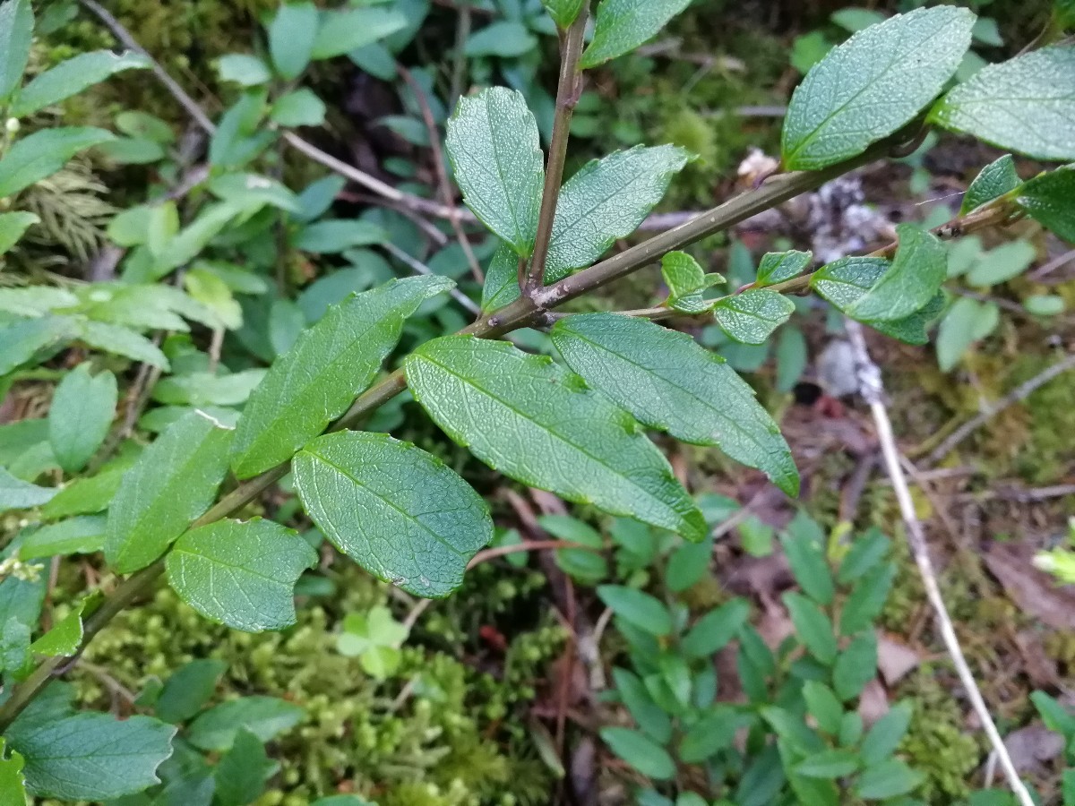 Image of Ilex rugosa specimen.