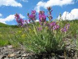 Oxytropis songarica