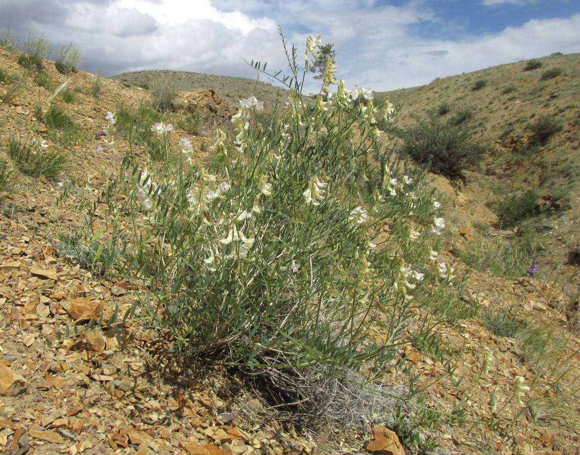 Image of Vicia costata specimen.