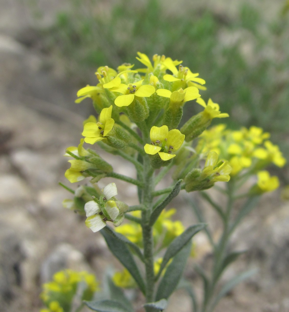 Изображение особи Alyssum daghestanicum.