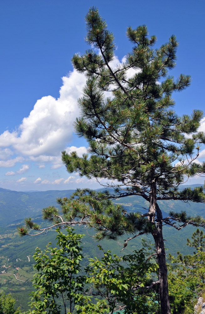 Image of genus Pinus specimen.