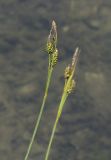 Carex appendiculata