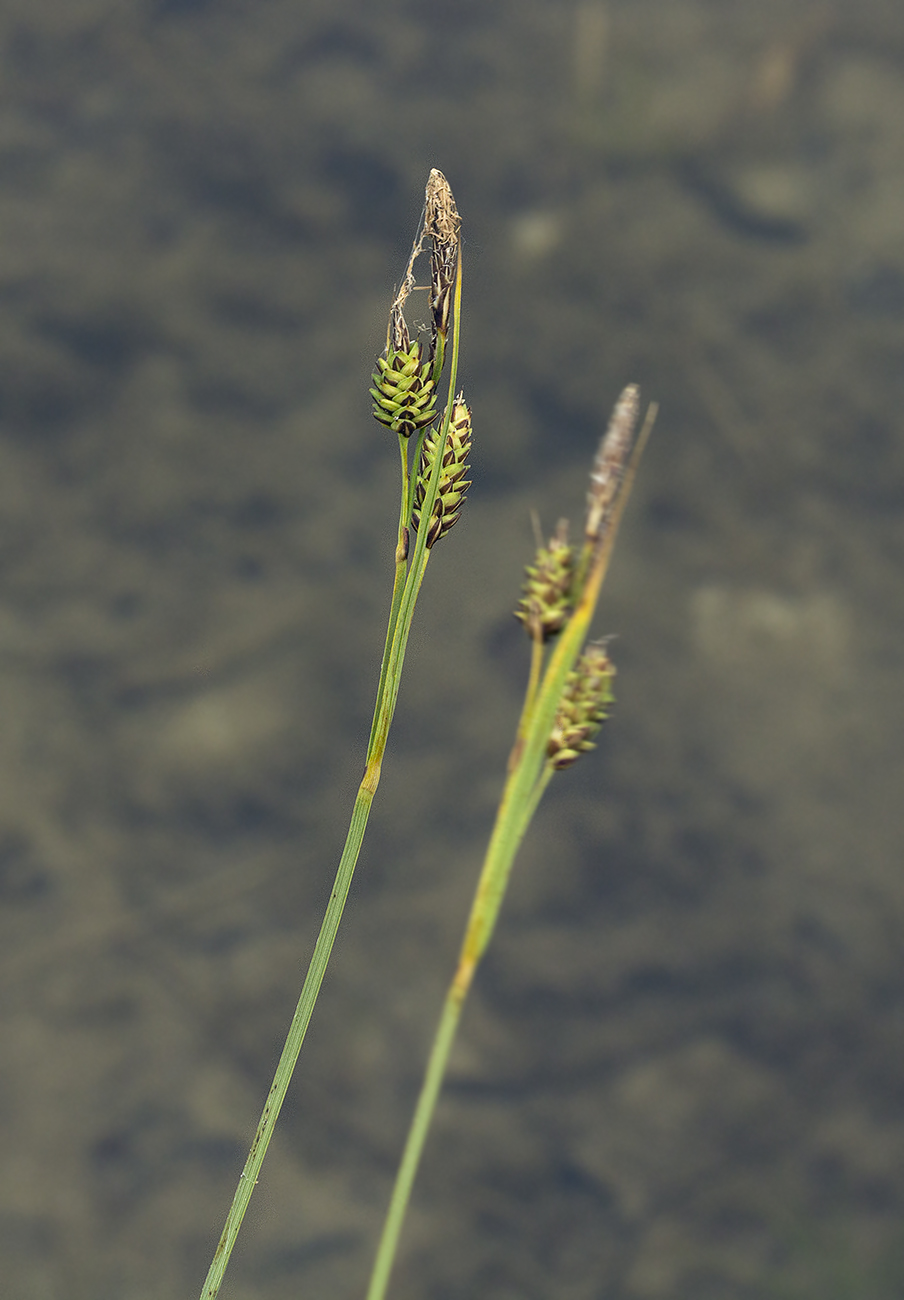 Image of Carex appendiculata specimen.