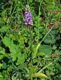 genus Dactylorhiza. Цветущее растение. Сербия, национальный парк Тара, плоскогорье Равна Тара, опушка смешанного леса. 08.07.2019.