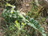 Astragalus fabaceus