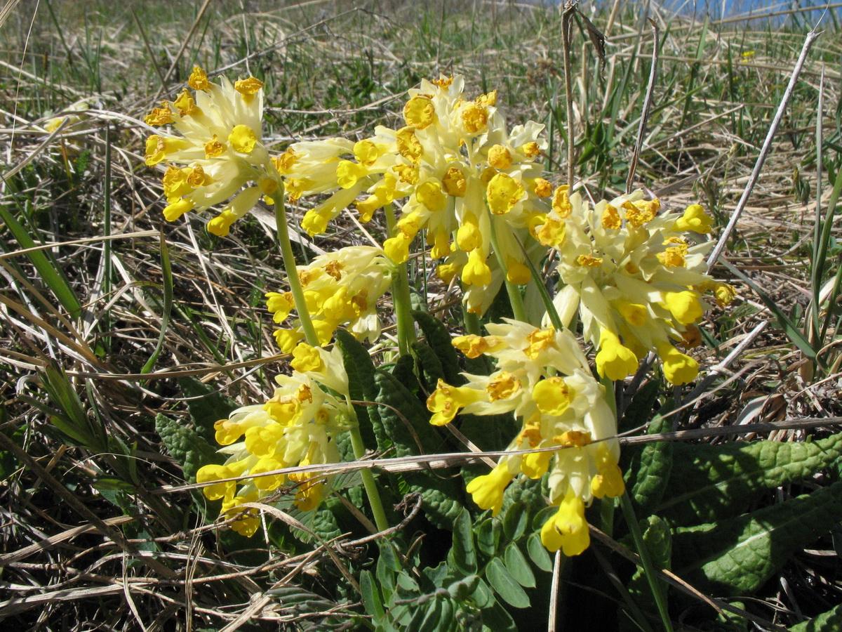 Изображение особи Primula macrocalyx.