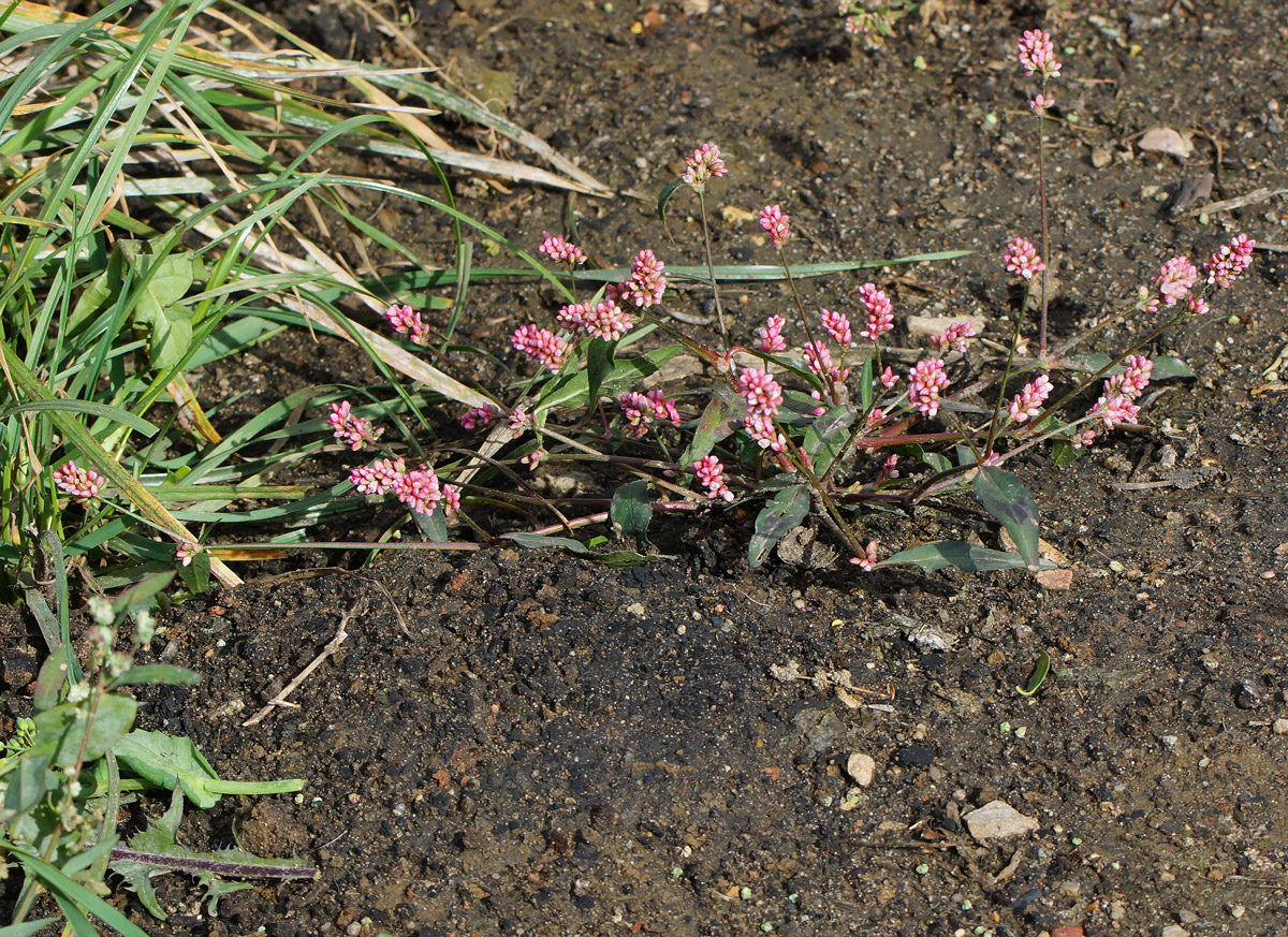 Image of Persicaria maculosa specimen.