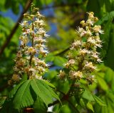 Aesculus hippocastanum