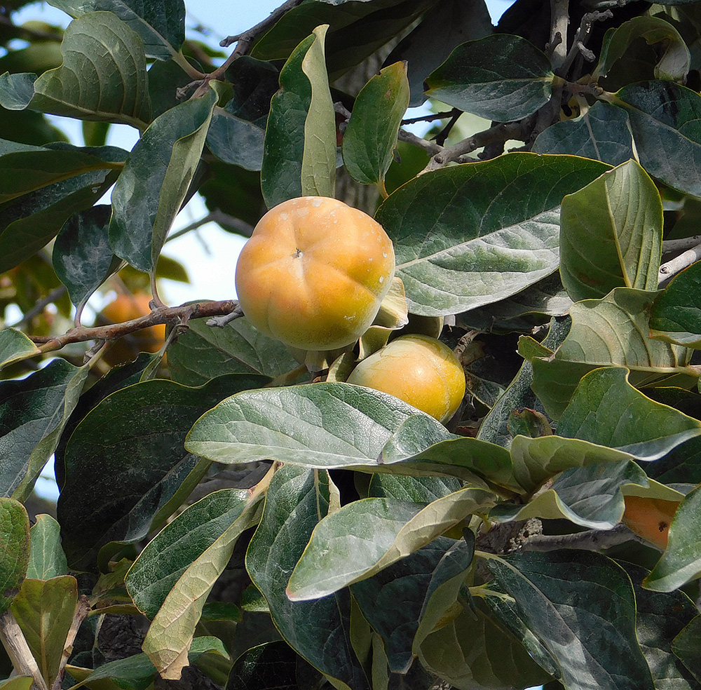 Image of Diospyros kaki specimen.