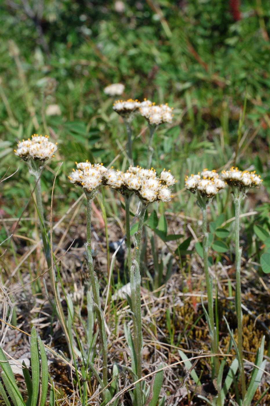 Image of Antennaria lanata specimen.