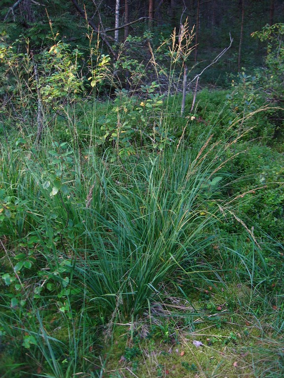 Изображение особи Molinia caerulea.