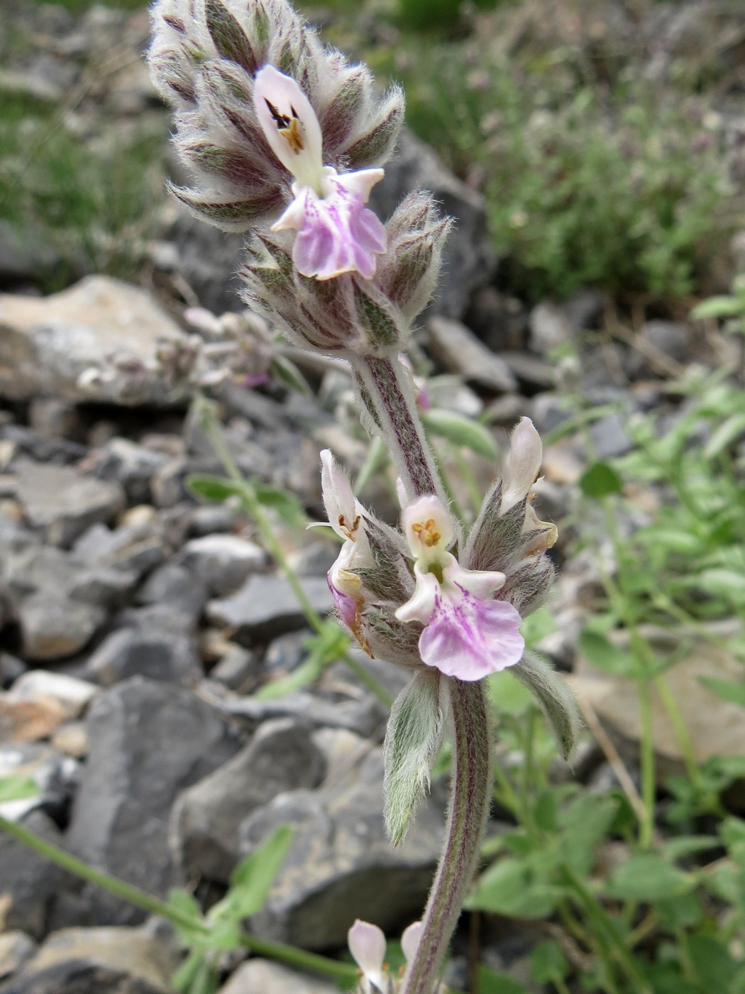 Изображение особи Stachys hissarica.