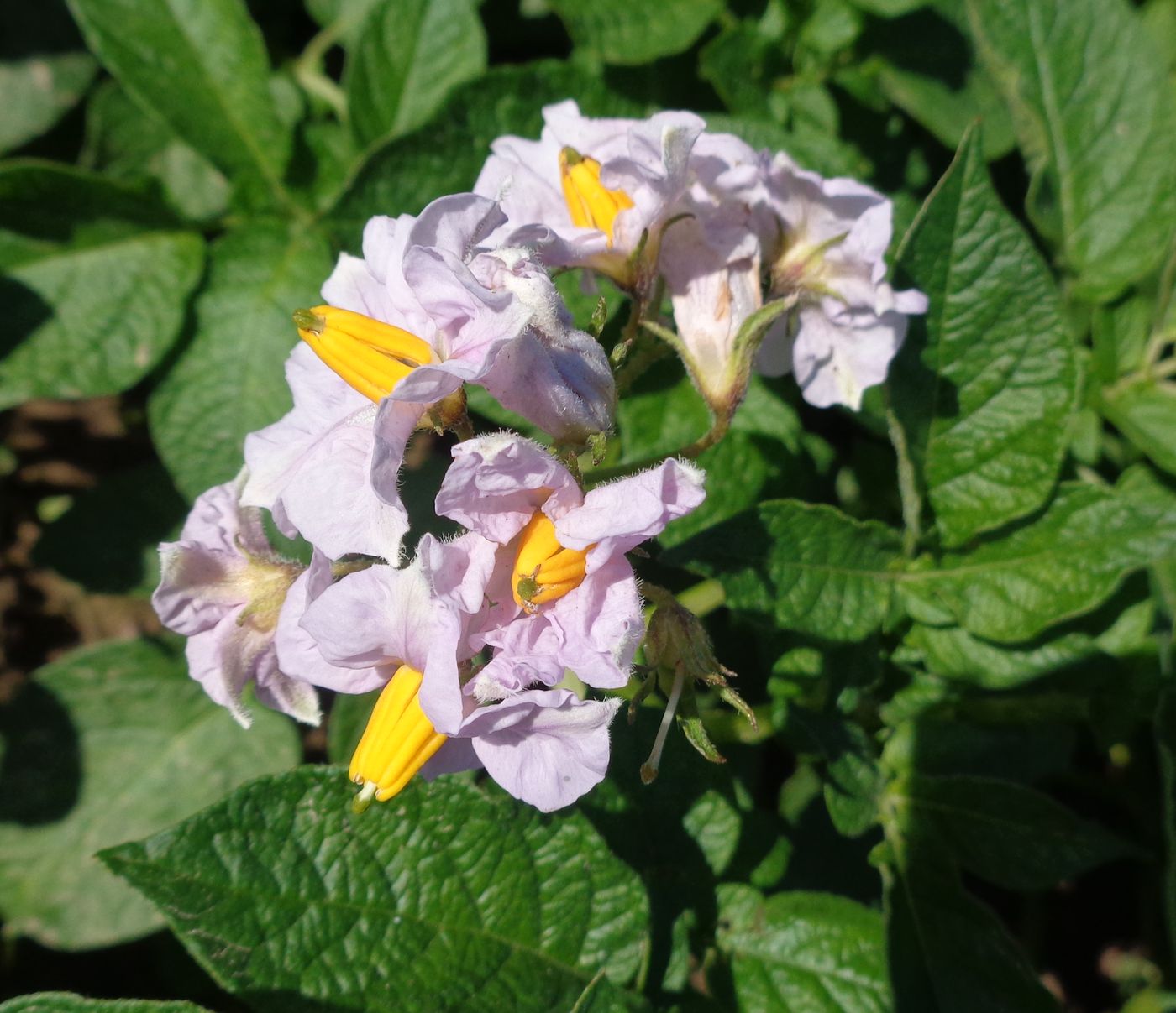 Image of Solanum tuberosum specimen.