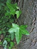 Hedera helix. Верхушка вегетативного побега на стволе дерева. Нидерланды, провинция Гронинген, Гронинген, городской парк. 22 мая 2006 г.