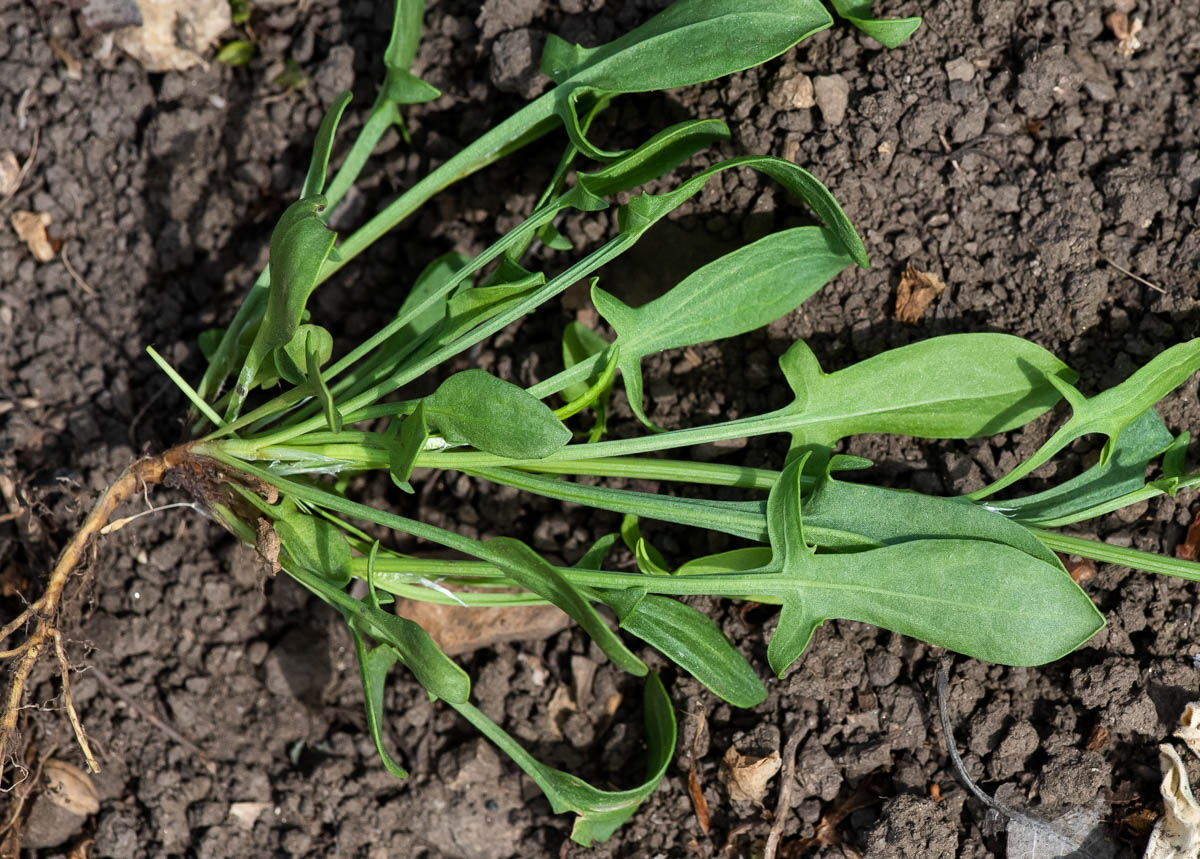 Изображение особи Rumex acetosella.