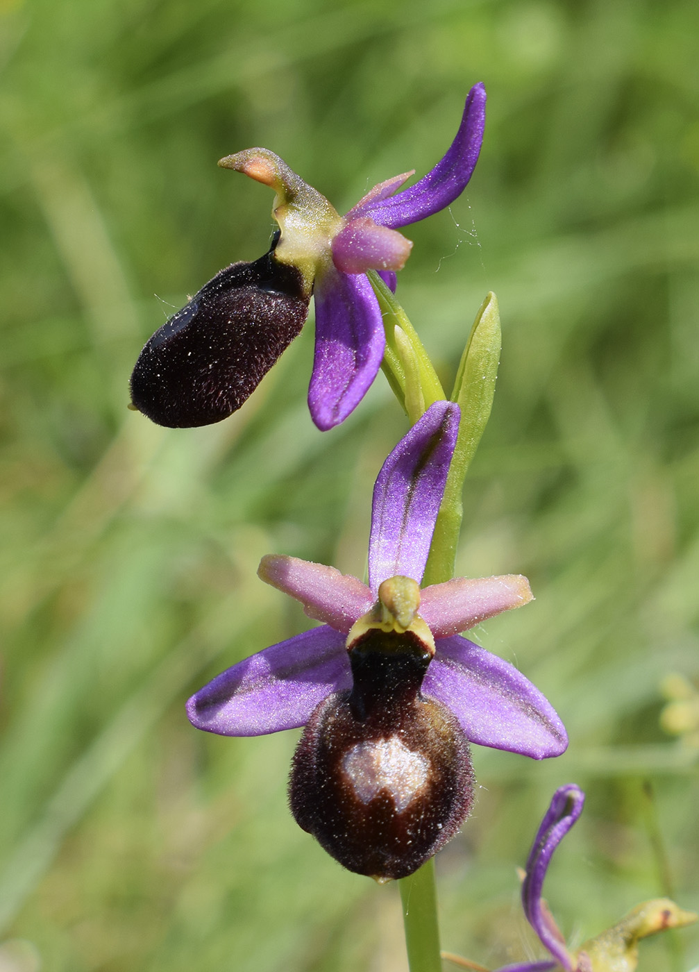 Изображение особи Ophrys bertolonii ssp. catalaunica.
