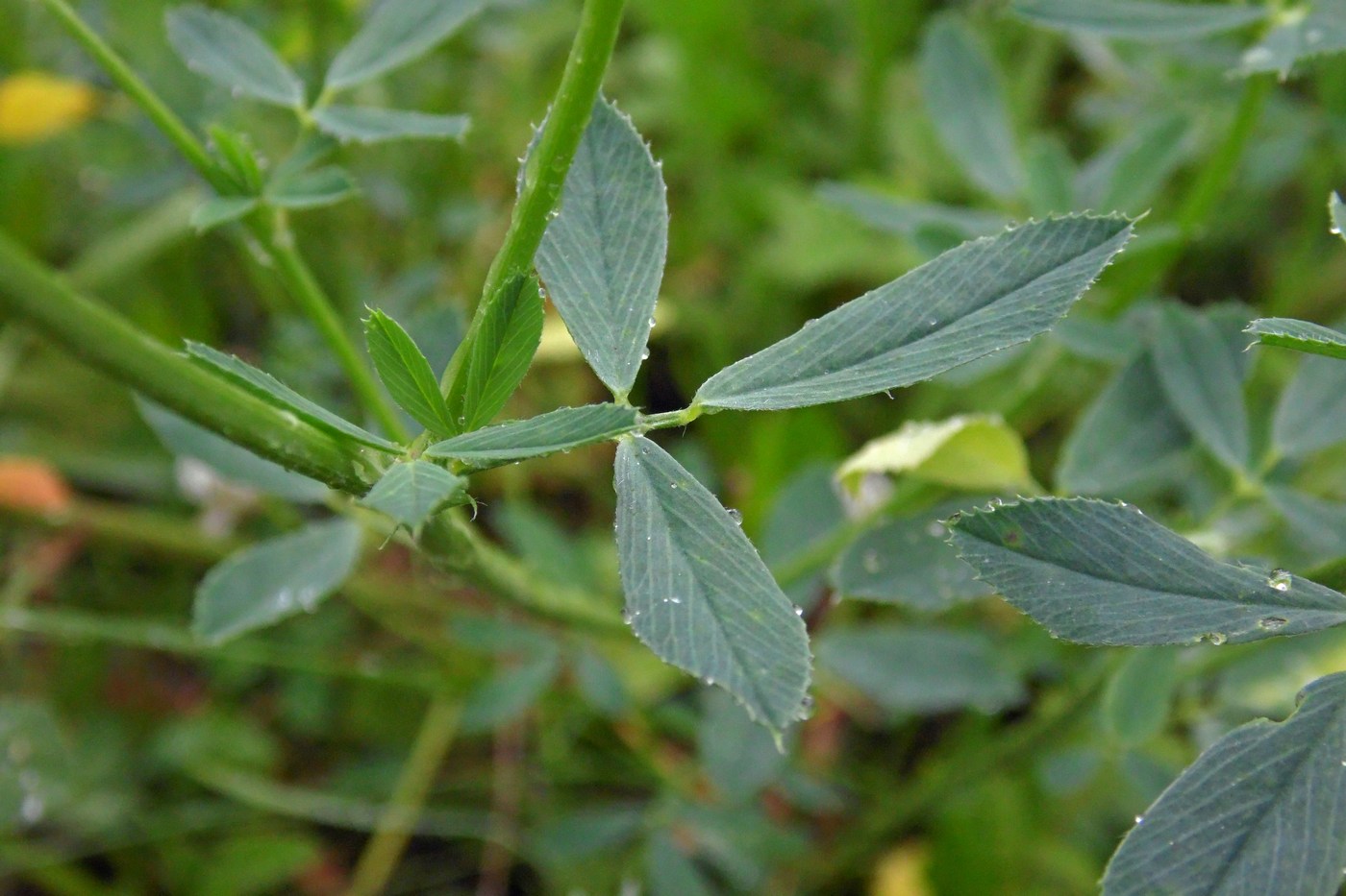 Image of Medicago sativa specimen.