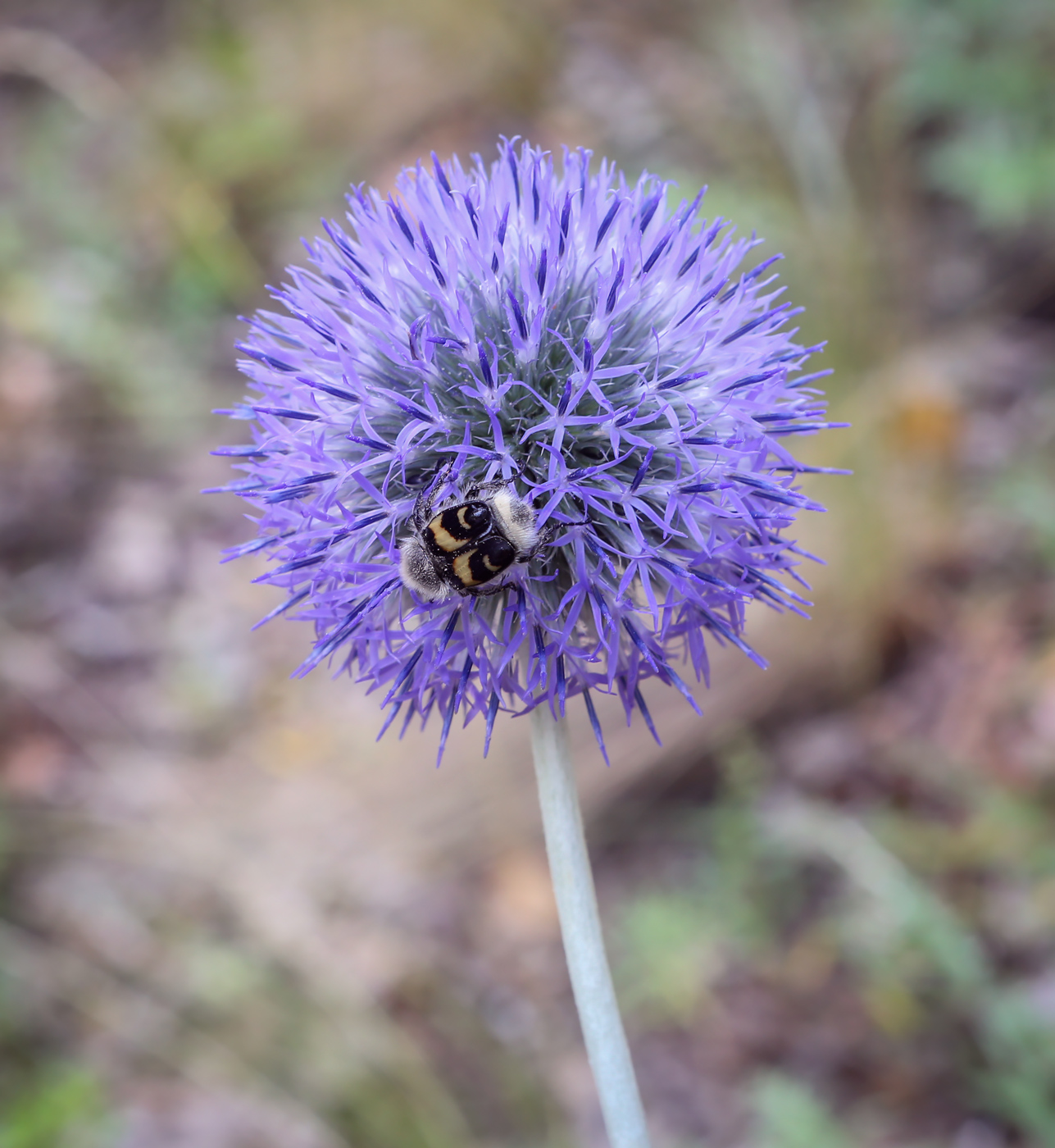 Изображение особи Echinops crispus.