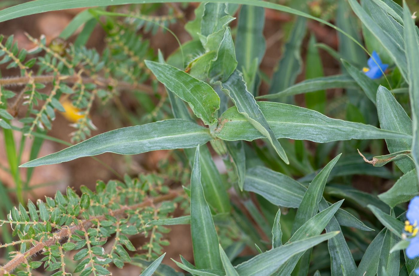 Image of Commelina erecta ssp. livingstonii specimen.